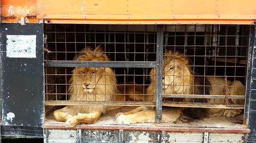 circus lions finally free 1