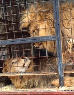 circus lions finally free 2