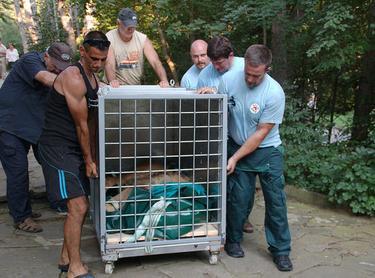 circus lions finally free 5