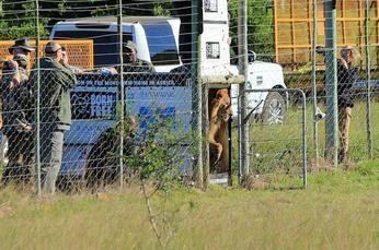 circus lions finally free 7