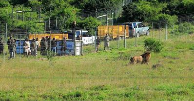 circus lions finally free 8