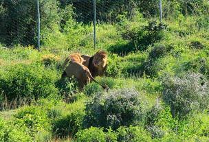 circus lions finally free 9