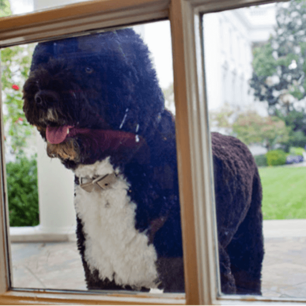 obama's dog pictures 12