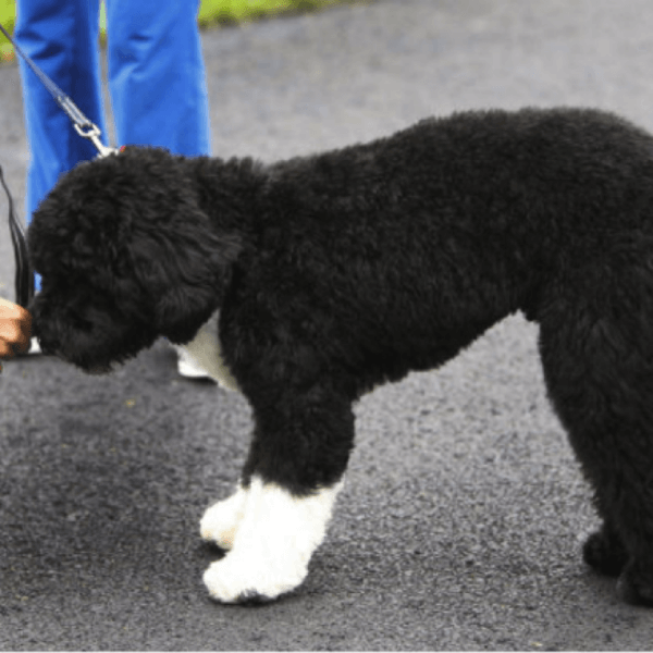obama's dog pictures 13