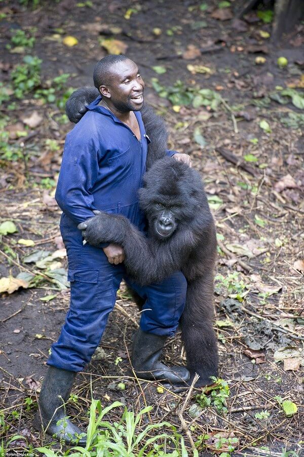 Gorillas and their caretakers 7