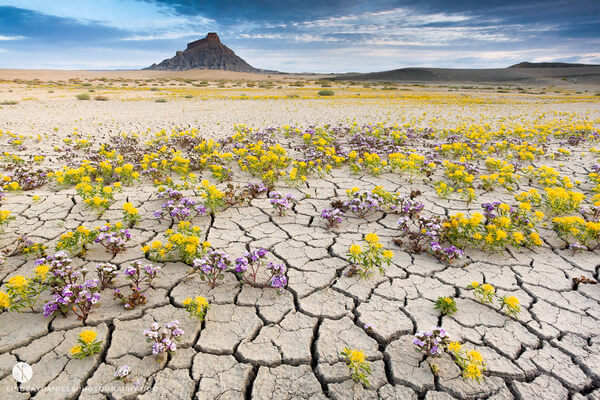 Utah desserts flowers bloom 9