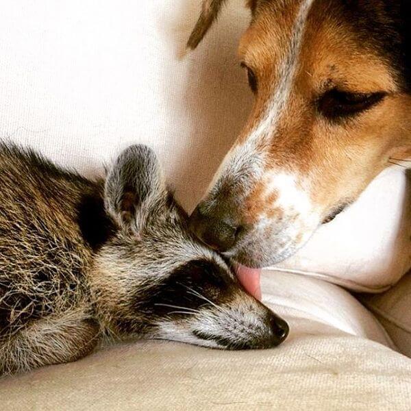 rescued raccoon friendship with dog 7