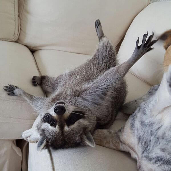 rescued raccoon friendship with dog 14