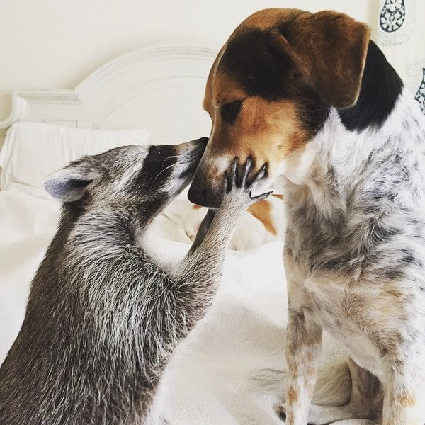 rescued raccoon friendship with dog 1