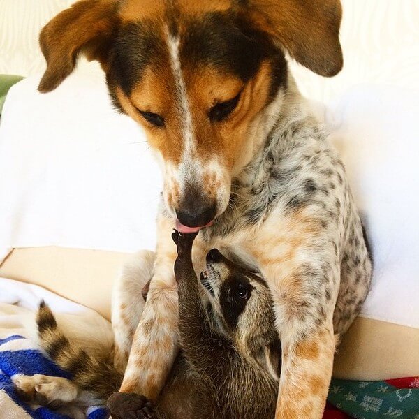 rescued raccoon friendship with dog 17