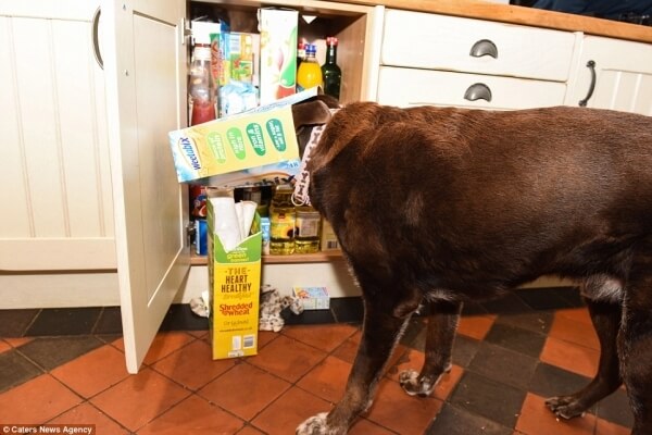 hungry labrador 9