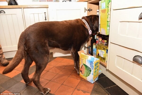 hungry labrador 5