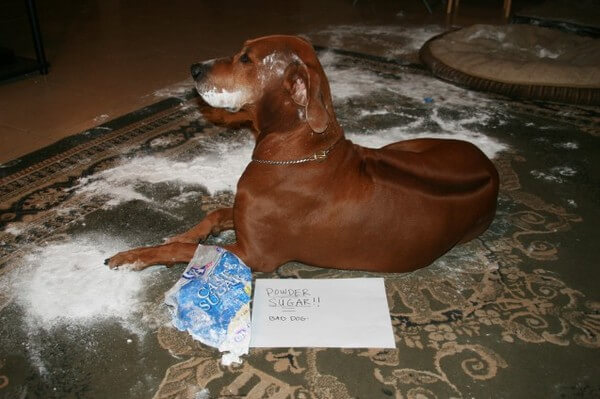 best dog shaming of the year 6