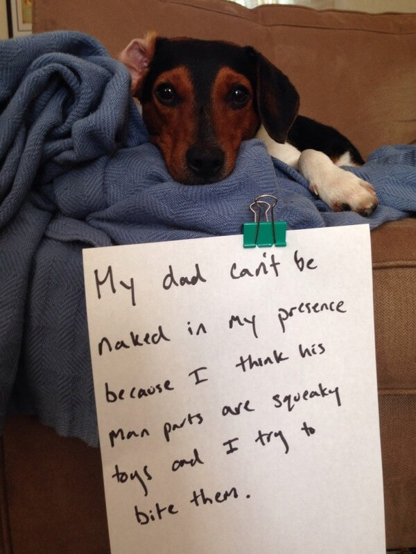 Dogs Who Were So Bad 19