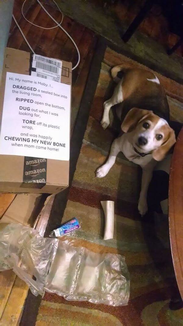 best dog shaming of the year 14