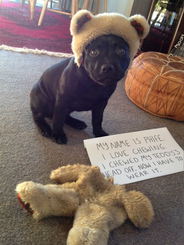 best dog shaming of the year 8