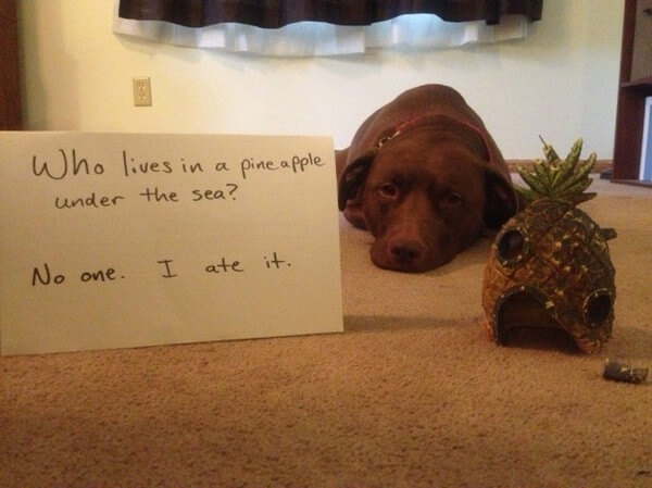 best dog shaming of the year 10