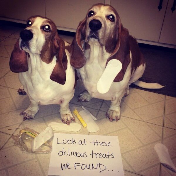 best dog shaming of the year 12