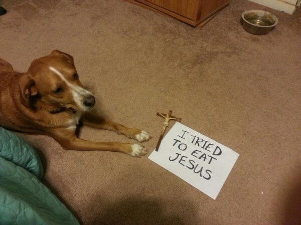 best dog shaming of the year 13