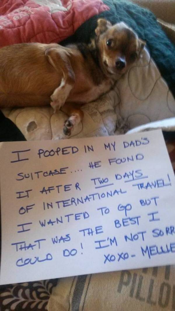 best dog shaming of the year 11