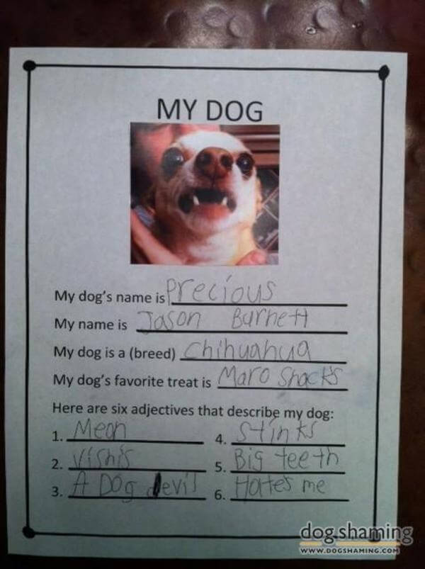 best dog shaming of the year 20