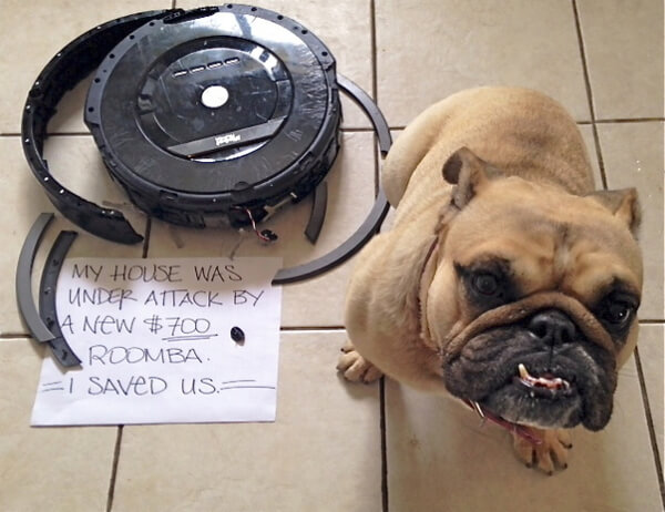 best dog shaming of the year 19