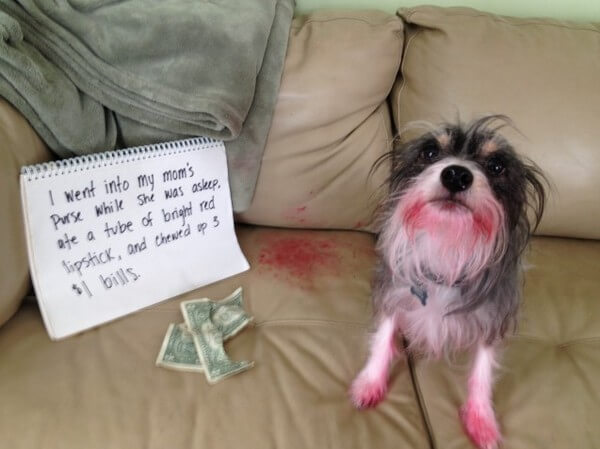 best dog shaming of the year 18