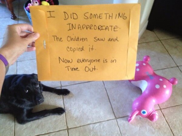 best dog shaming of the year 16