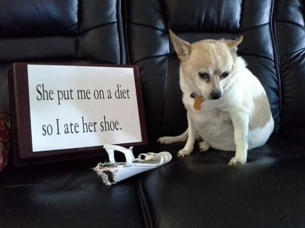 best dog shaming of the year 7