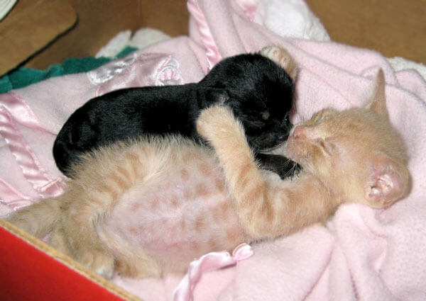 kitten adopts puppy 6