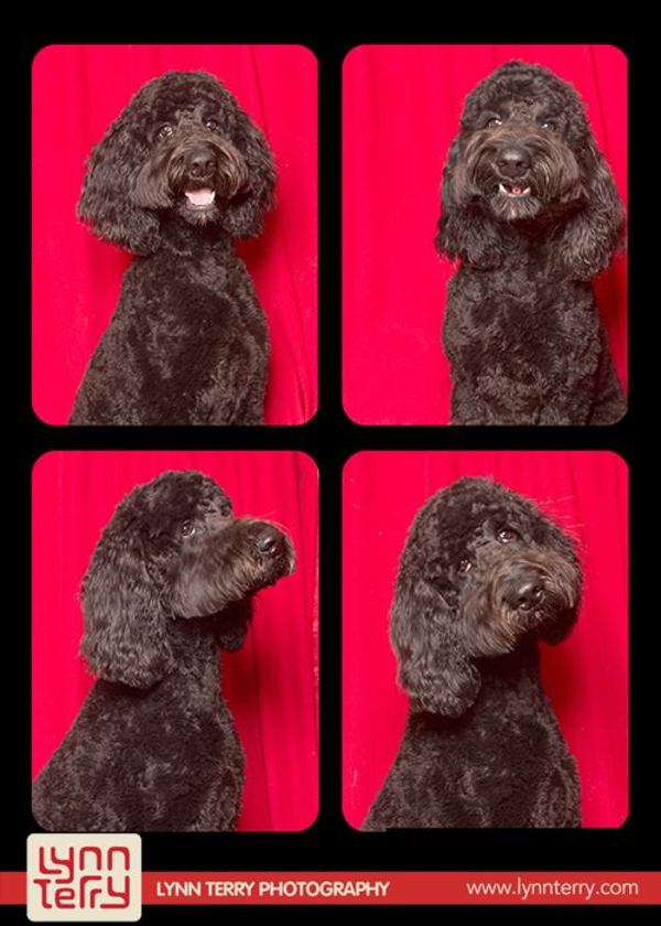 photobooth photos of dogs 9