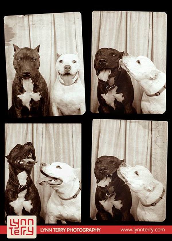 photobooth photos of dogs 13