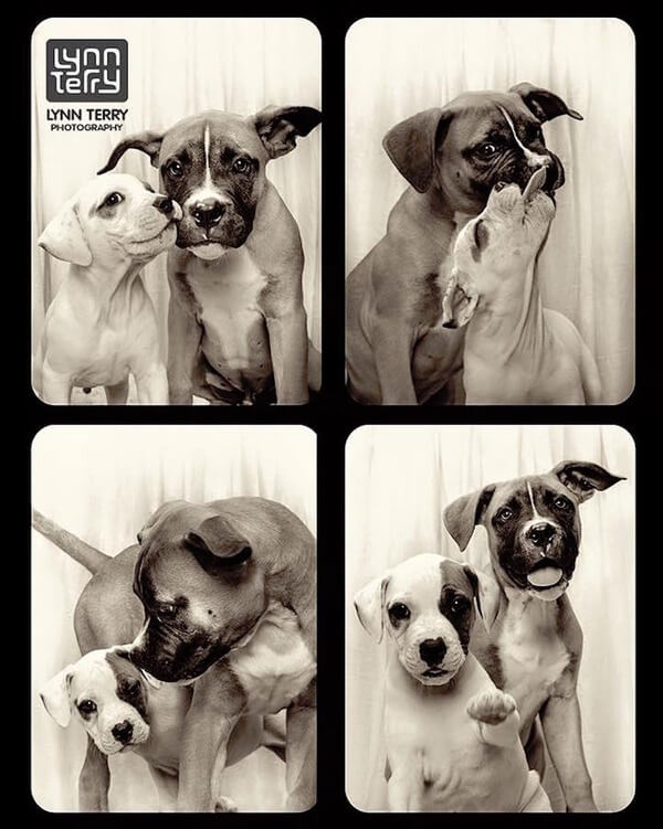 photobooth photos of dogs 7