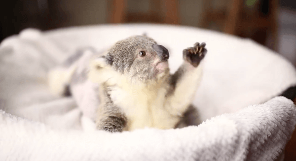 adorable baby koala 1