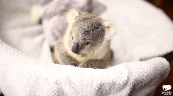 adorable baby koala 2