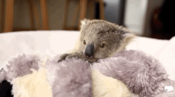 adorable baby koala 4