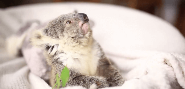 cute baby koala 5