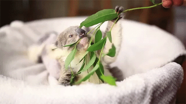 cute baby koala 6