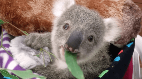 adorable baby koala 7