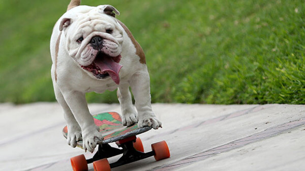Otto The Skateboarding Bulldog 2