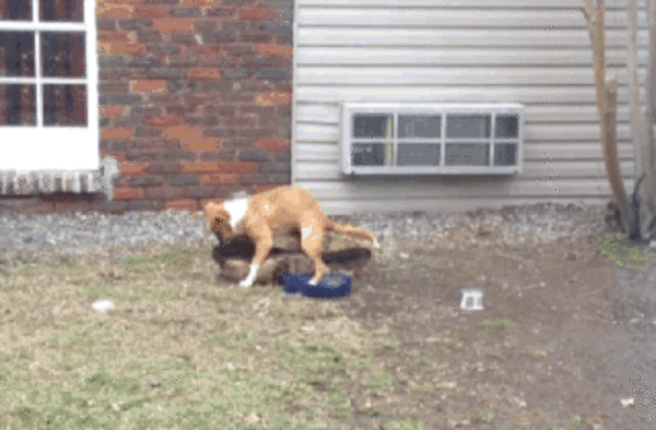 dogs being jerks 10