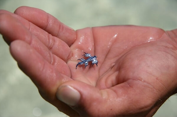 blue dragon sea slug 5