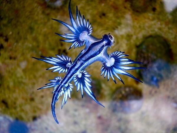 blue dragon sea slug 1