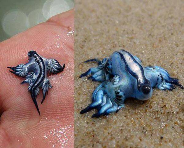 blue dragon sea slug 2