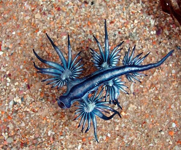 Watch The Rare Blue Dragon Sea Slug Spotted on the Shores of Australia