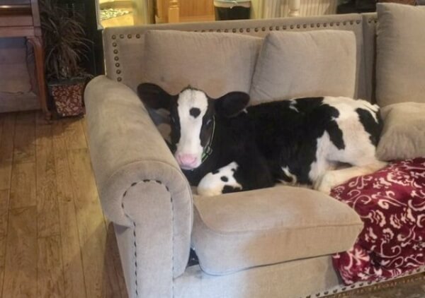 cow think he's a dog 3