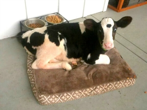 Baby Calf Rescued From Slaughter Now Lives As a Pet Dog