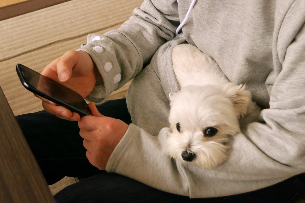 hoodie that lets you carry your cat