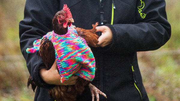 sweaters for chickens 2