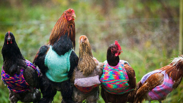 sweaters for chickens 1